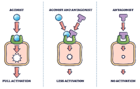 A Complete Guide to Phage Display Services, Technology, Applications and Research Methods